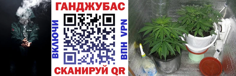 Марихуана сатива  как найти закладки  Берёзовский 